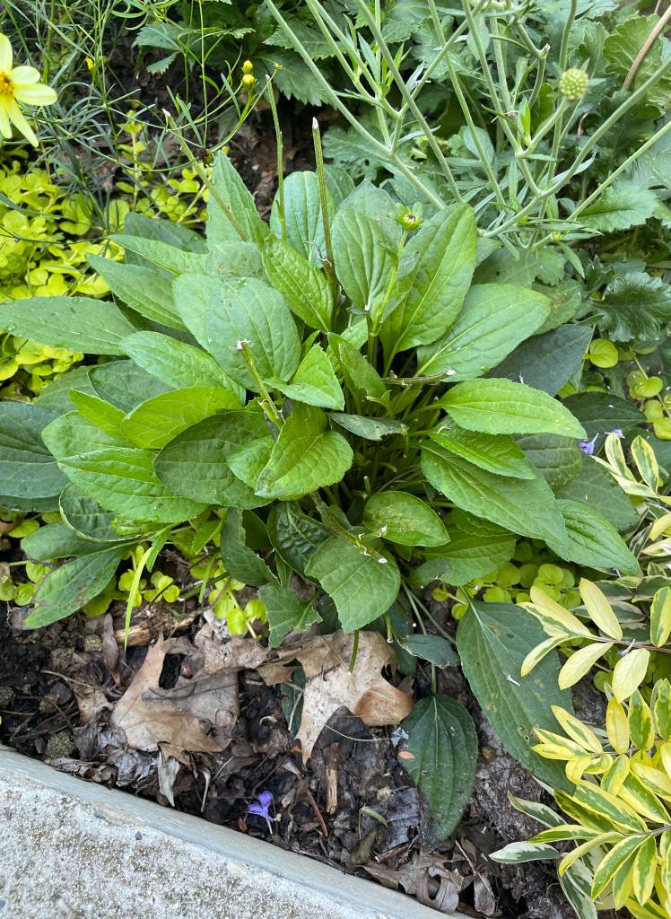 Plant name: Black-eyed Susan Rudbeckia fulgida 